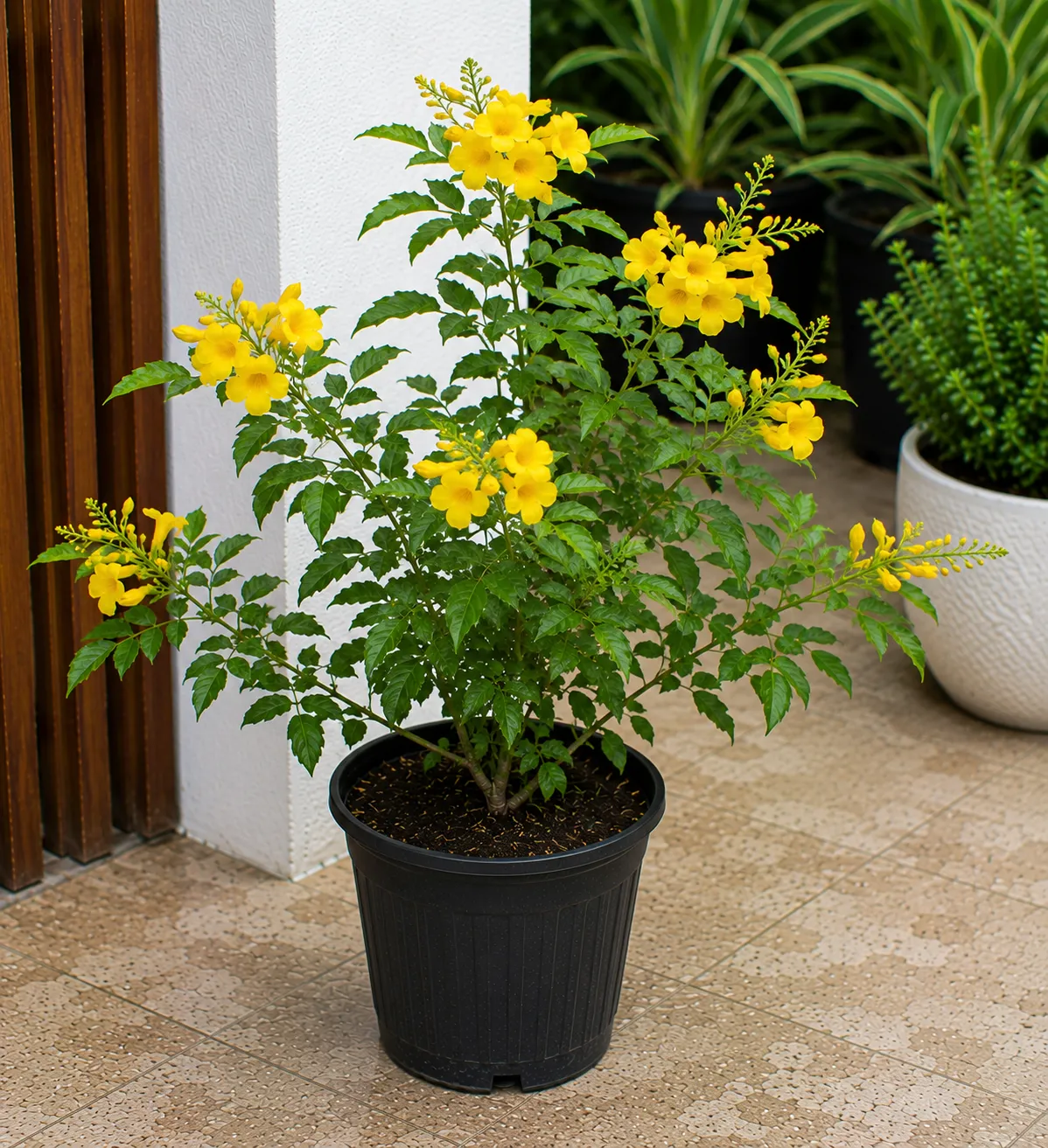 Decoma Plant Yellow